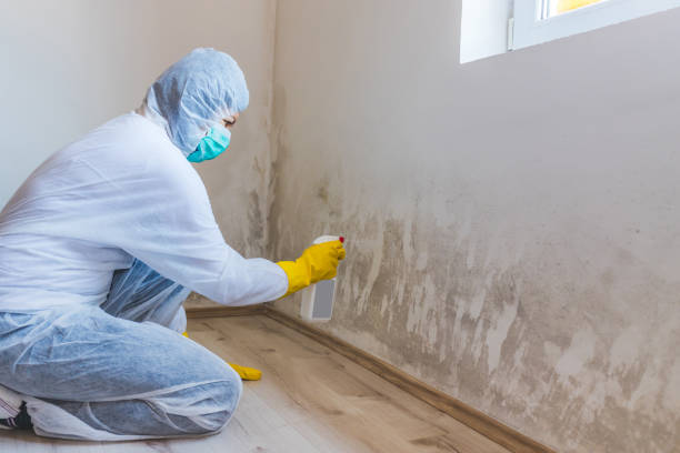 Black mold inspection in Harrisburg